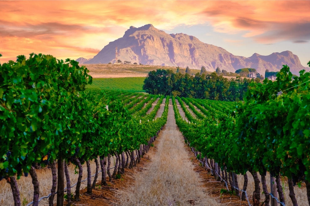 The Lasting Appeal of Wine and Vineyard Tours