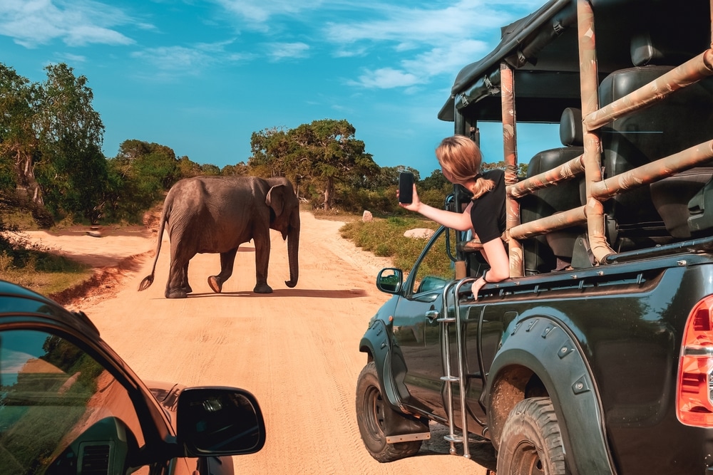 Safari jeep observing elephants in the wild.