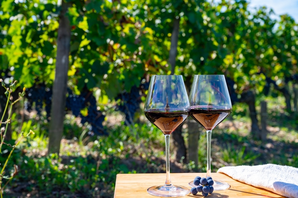 Wine and Vineyard Tours: Savoring the Flavors of the World’s Finest Wines